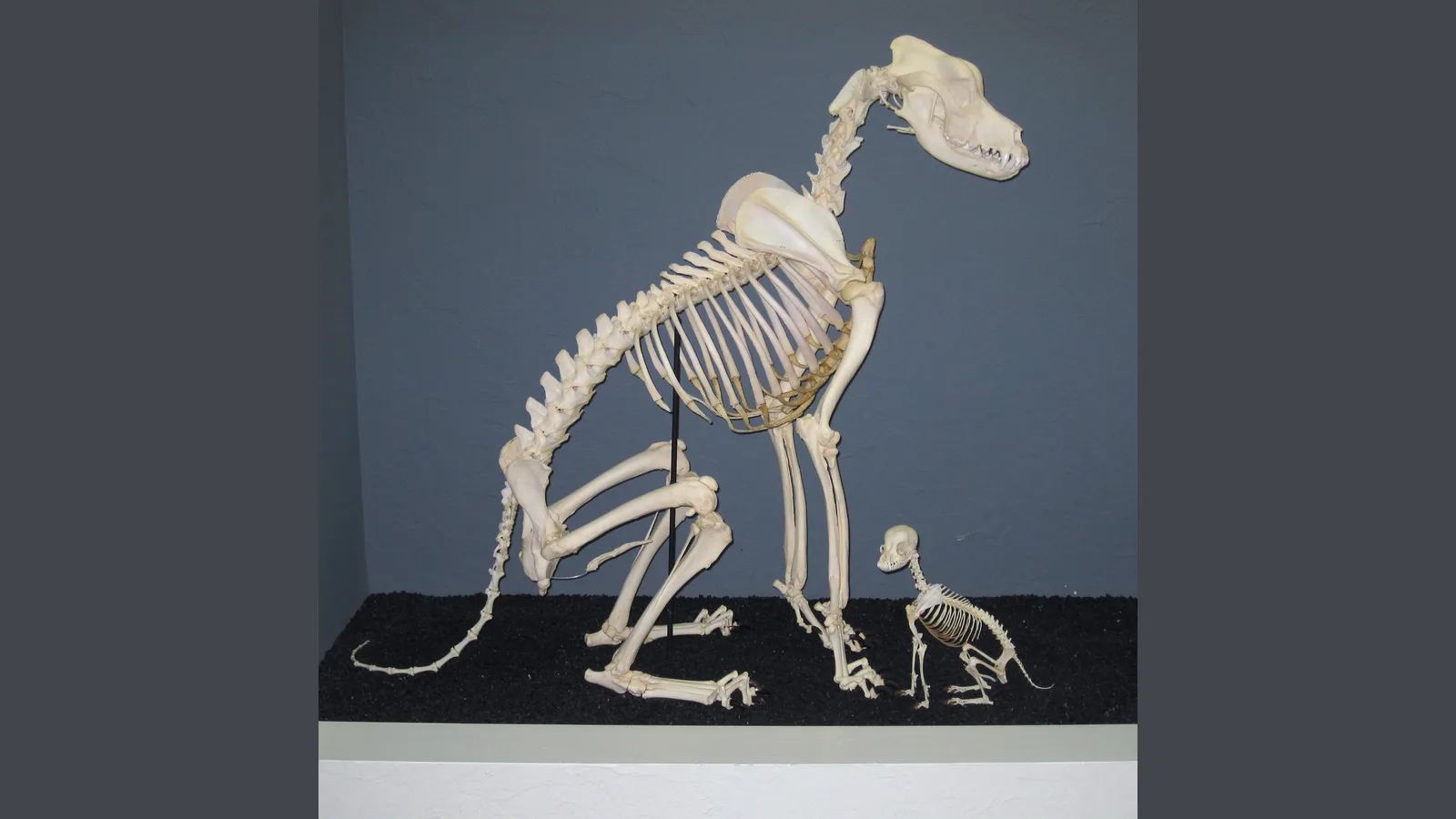 Big dogs age faster in DNA study of 894 pets