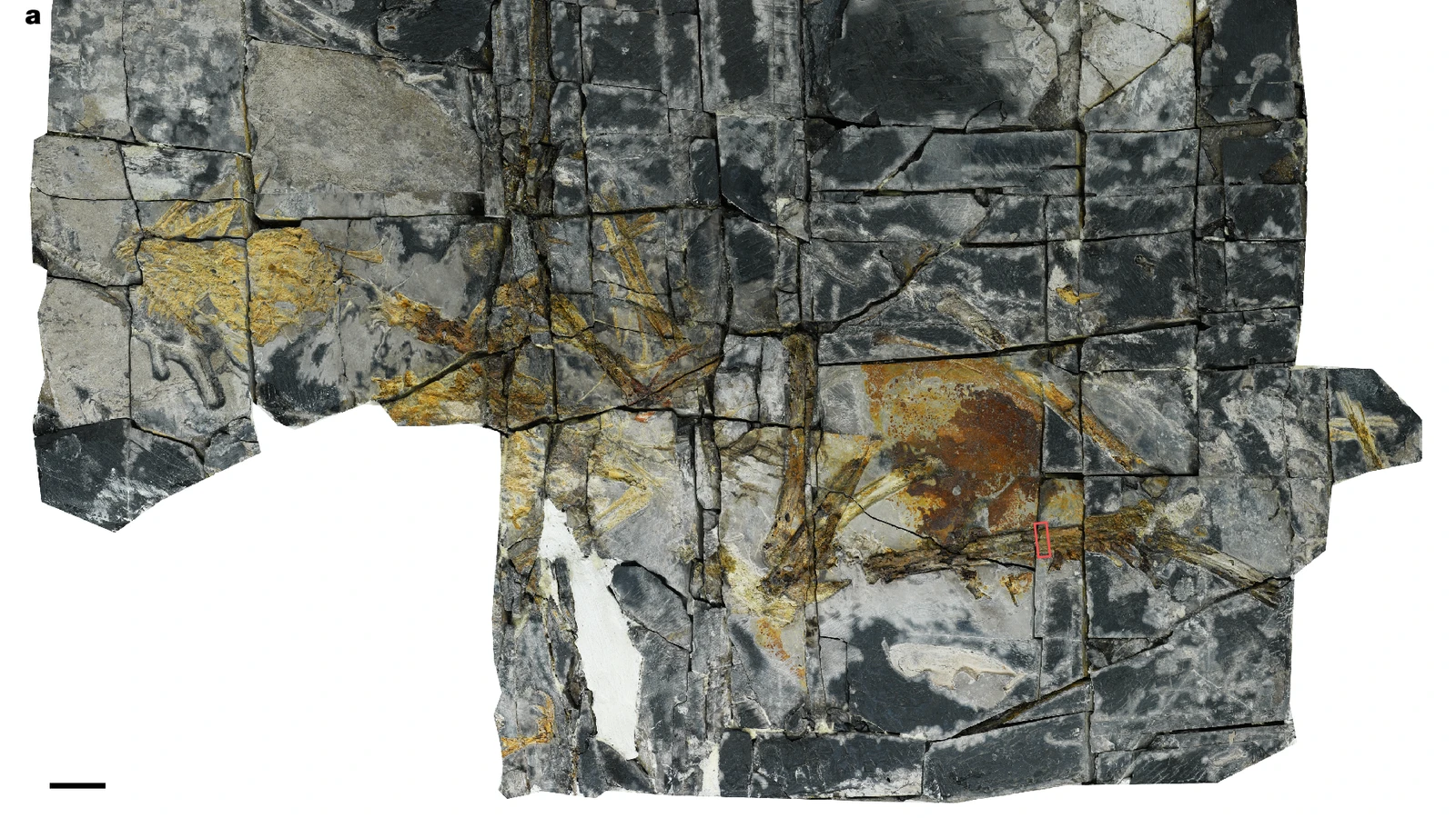 Yuezhuornis yangyuanensis fossil skeleton preserved across a slab of cracked rock