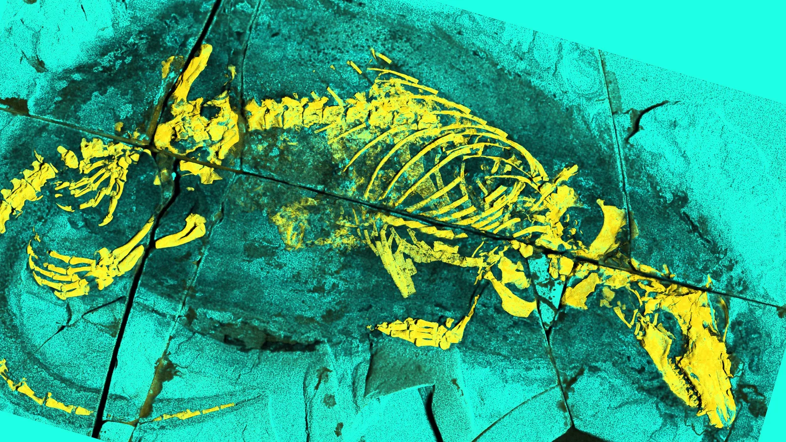 Platypus-like Jurassic fossil holds clues to mammal feeding